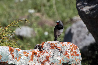 White-tailed Rubythroat, Tien Shan Mountains, Kazakhstan