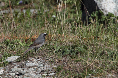 White-tailed Rubythroat, Tien Shan Mountains, Kazakhstan