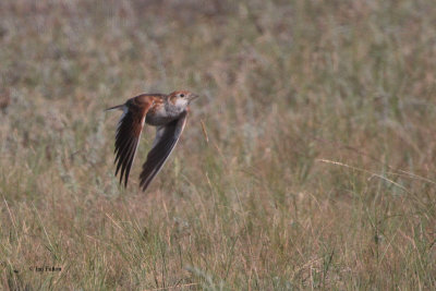 White-winged Lark, near Korgalzhyn, Kazakhstan