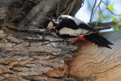 White-winged Woodpecker, , Kazakhstan