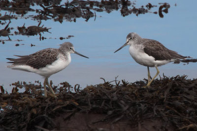 Greenshank, Kelburn-Port Glasgow, Clyde