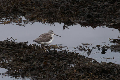 Greenshank, Kelburn-Port Glasgow, Clyde