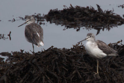 Greenshank, Kelburn-Port Glasgow, Clyde