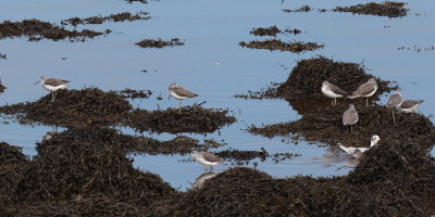 Greenshank, Kelburn-Port Glasgow, Clyde