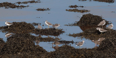 Greenshank, Kelburn-Port Glasgow, Clyde