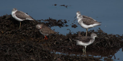 Greenshank, Kelburn-Port Glasgow, Clyde