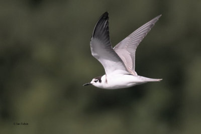 Black Tern, Bishop Loch, Glasgow
