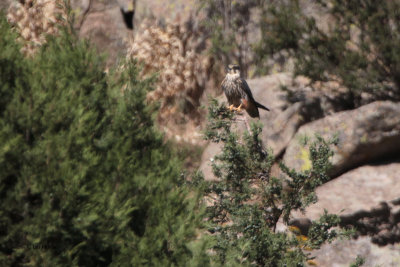 Eurasian Hobby, near Samarkand, Uzbekistan