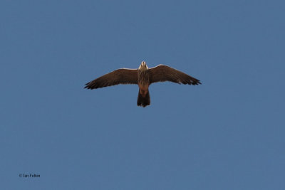 Eurasian Hobby, near Samarkand, Uzbekistan