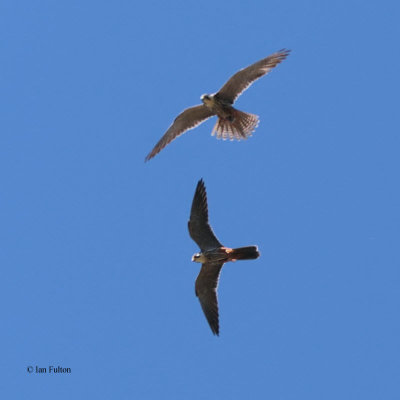 Eurasian Hobby, near Samarkand, Uzbekistan