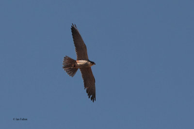 Eurasian Hobby, near Samarkand, Uzbekistan