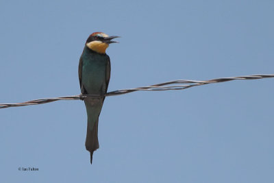 European Bee-eater, near Bukhara, Uzbekistan