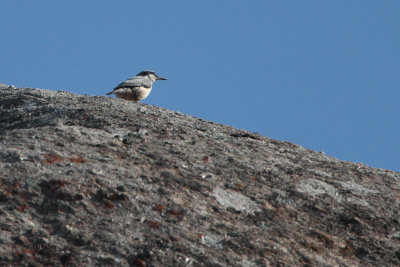 Eastern Rock Nuthatch, Tamerlane's Gates, Uzbekistan