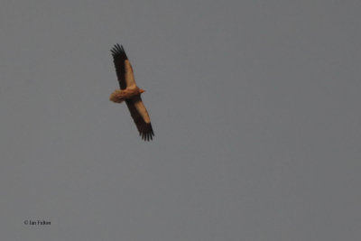 Egyptian Vulture, Tamerlane's gates, Uzbekistan