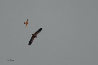 Egyptian Vulture & Common Kestrel, Tamerlane's gates, Uzbekistan