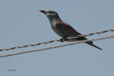 European Roller, near Bukhara, Uzbekistan