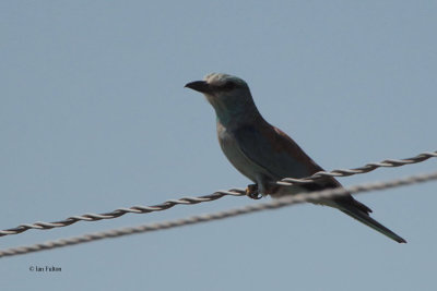 European Roller, near Bukhara, Uzbekistan