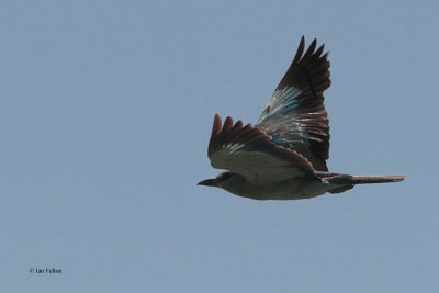 European Roller, near Bukhara, Uzbekistan