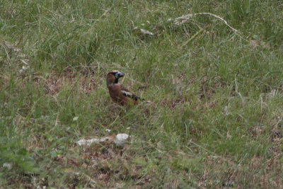 Hawfinch, Chimgan Hills, Uzbekistan