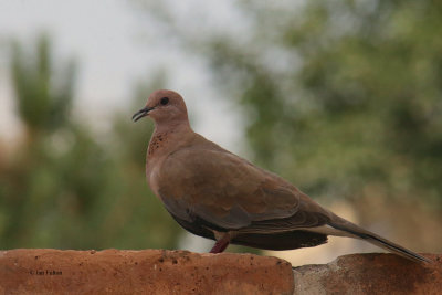 Laughing Dove, Samarkand, Uzbekistan