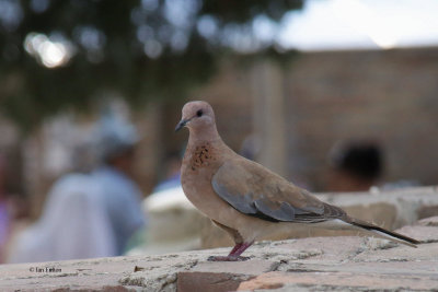 Laughing Dove, Samarkand, Uzbekistan