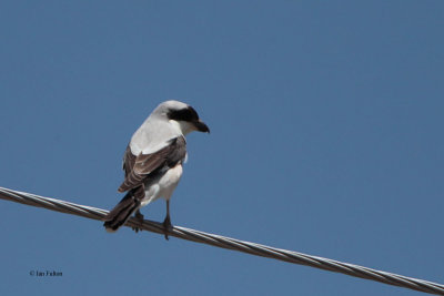 Lesser Grey Shrike, near Bukhara, Uzbekistan