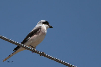 Lesser Grey Shrike, near Bukhara, Uzbekistan
