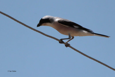 Lesser Grey Shrike, near Bukhara, Uzbekistan