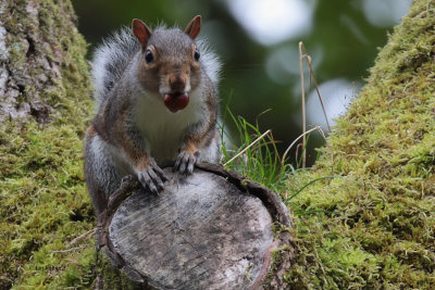 Grey Squirrel, Dalzell Woods, Motherwell