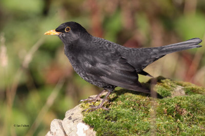 Blackbird, Sumburgh Quarry, Mainland, Shetland