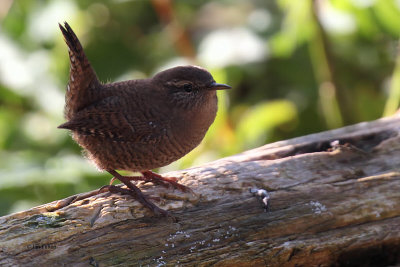 Wren, Sumburgh Quarry, Mainland, Shetland