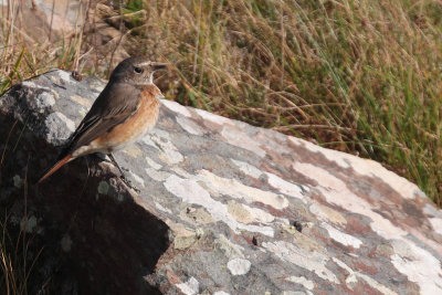 Common Redstart, Sumburgh Quarry, Mainland, Shetland