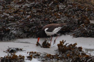 Oystercatcher (Siberian?), Sandwick, Mainland, Shetland