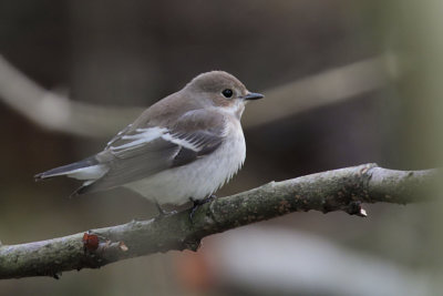 Pied Flycatcher, Sandgarth, Mainland, Shetland