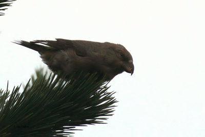 Parrot Crossbill, Setters Hill-Baltasound, Unst, Shetland