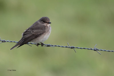 Spotted Flycatcher, Halligarth-Baltasound, Unst, Shetland