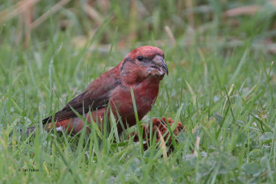 Parrot Crossbill, Lerwick, Mainland, Shetland
