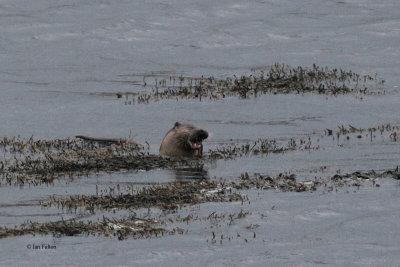 Otter, Boddam, Mainland, Shetland