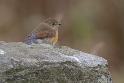 Red-flanked Bluetail, Isbister-North Roe, Mainland, Shetland