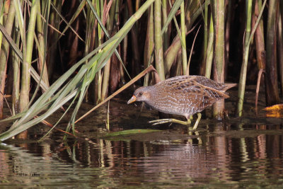 Spotted Crake, Doonfoot, Ayr