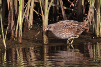 Spotted Crake, Doonfoot, Ayr