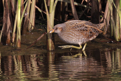 Spotted Crake, Doonfoot, Ayr