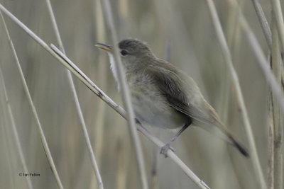 Reed Warbler, Dumbarton, Clyde