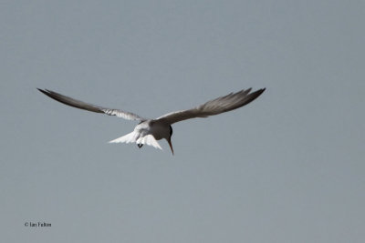 Little Tern, near Tashkent, Uzbekistan