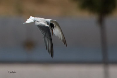 Little Tern, near Tashkent, Uzbekistan