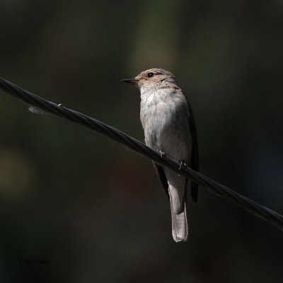 Spotted Flycatcher, Chimgan Hills, Uzbekistan
