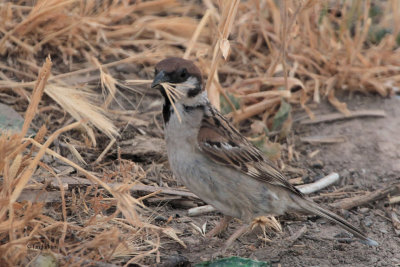 Tree Sparrow, near Bukhara, Uzbekistan