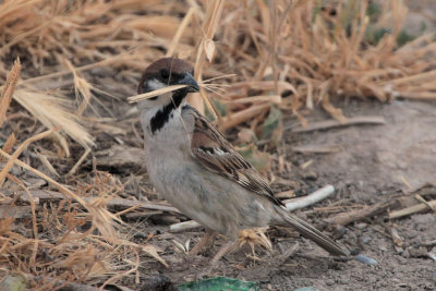 Tree Sparrow, near Bukhara, Uzbekistan