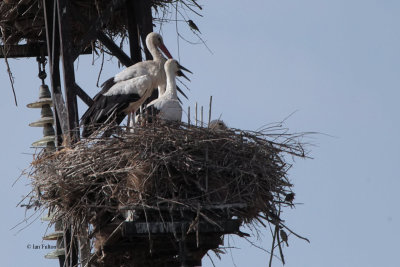 White Stork, roadside between Taskent and Samarkand, Uzbekistan