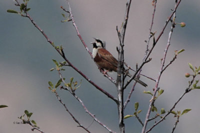 White-capped Bunting, Chimgan Hills, Uzbekistan